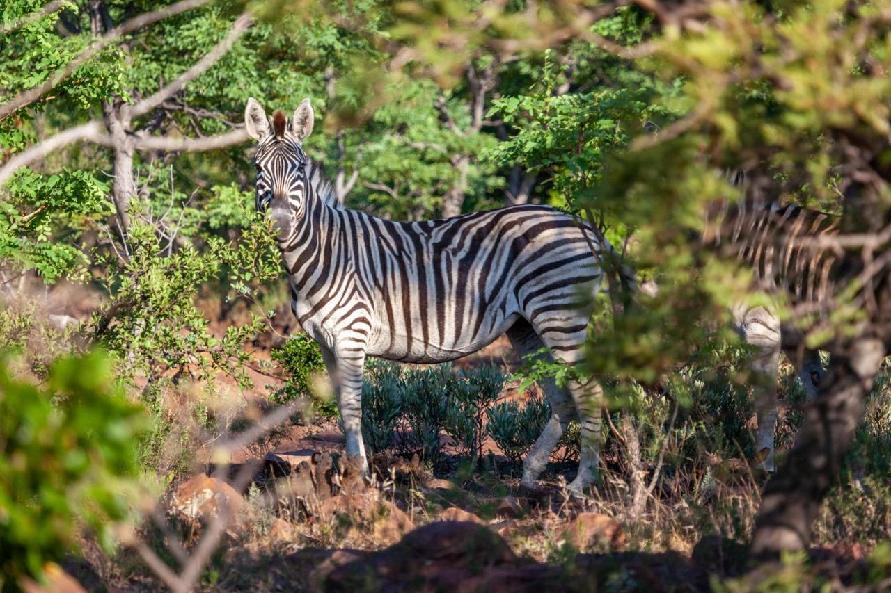 Lejwe La Metsi Private Reserve Bela-Bela Eksteriør bilde